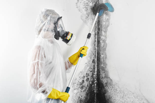 Best Mold Damage Restoration  in Baxter, TN
